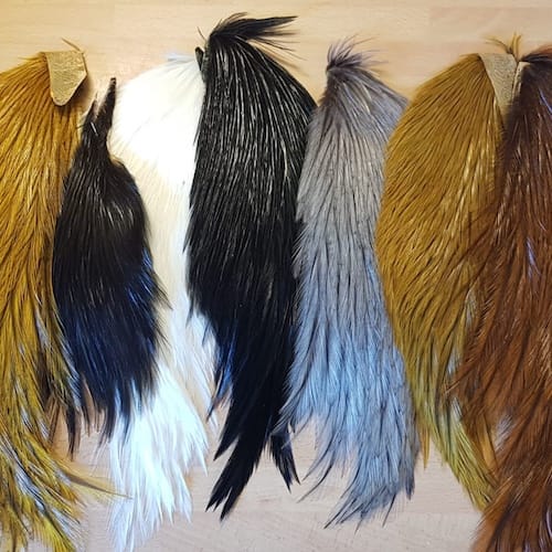 Forum (08/21) Seagull29