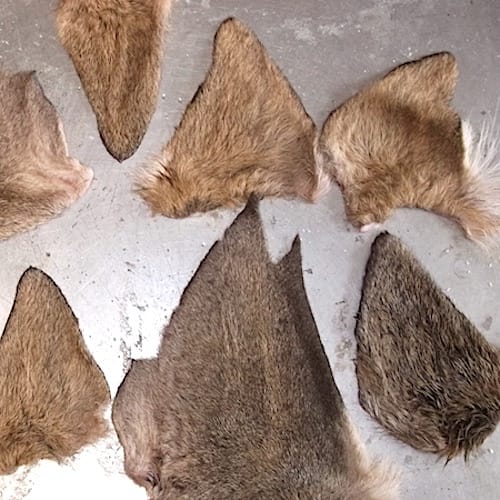 Forum (02/20) Lapoisse