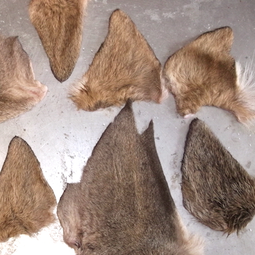 Forum (02/20) Lapoisse