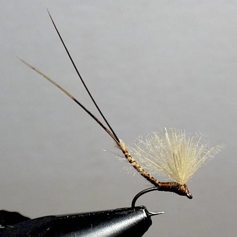 Mouche de Mai (montage Roncallo)