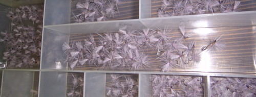 Mouches Branko killer - à la villa Noblesa