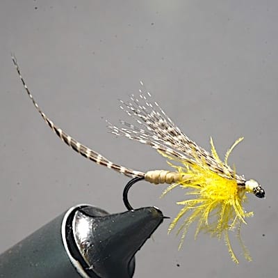 MDM Raphia (échange de mouches 05-07/21)