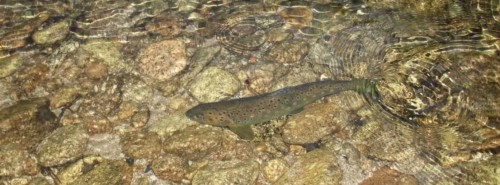 Truite fario de la rivière Meurthe (Vosges)