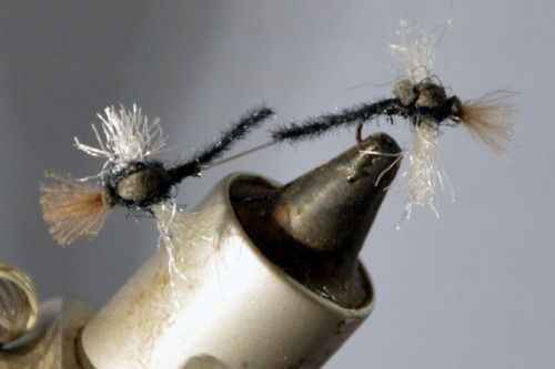 Chiros tandem de Blajoux (échange de mouches 03-05/2021)