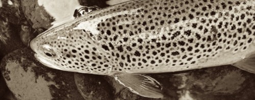 Truite fario du Gave d'Oloron