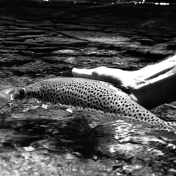 DUO<br>Gave d'Oloron<br><br>BEARNISHFLY'S<br><br>2019 durée 6:12