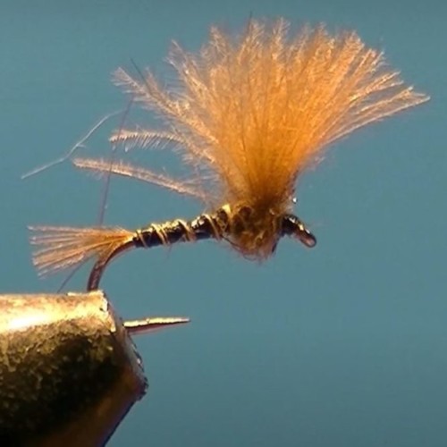 Emergente 100% CDC (échange de mouches 11/2020 - 01/2021)