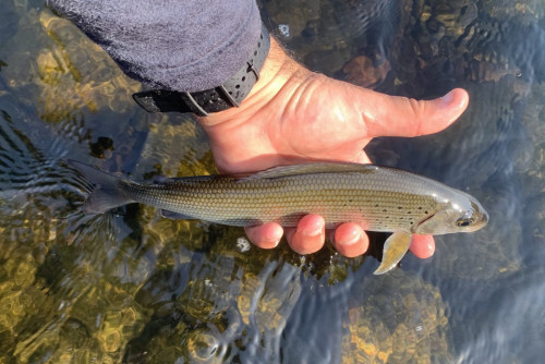 ECLOTRON-2023-DORDOGNE-poissons 1