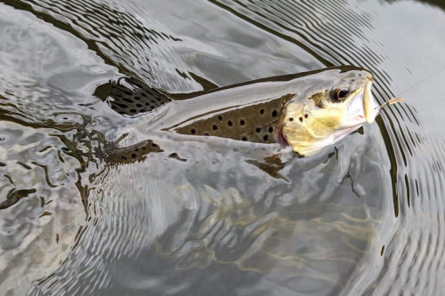 ECLOTRON-2023-DORDOGNE-poissons 2