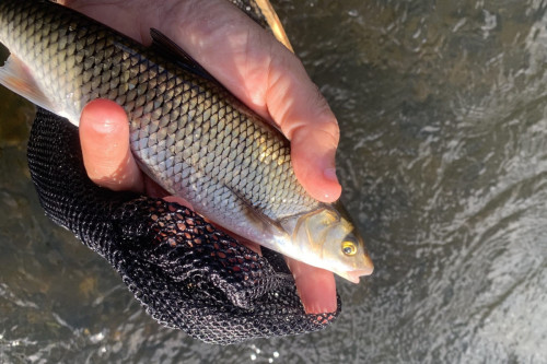 ECLOTRON-2023-DORDOGNE-poissons 3