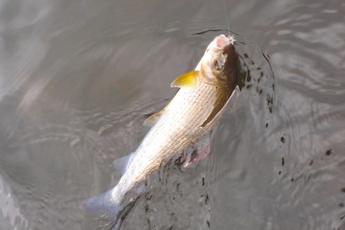 ECLOTRON-2023-DORDOGNE-poissons 4