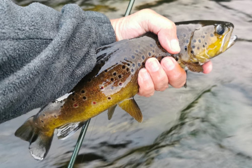 ECLOTRON-2023-DORDOGNE-poissons 5