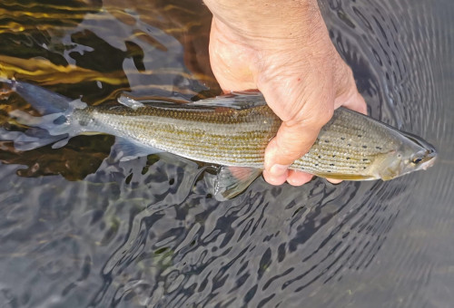 ECLOTRON-2023-DORDOGNE-poissons 6