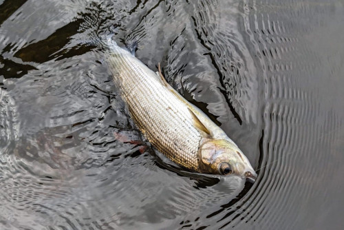 ECLOTRON-2023-DORDOGNE-poissons 7