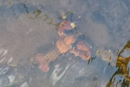 ECLOTRON-2023-DORDOGNE-poissons 8