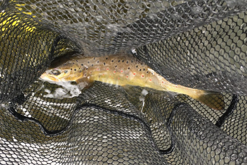 ECLOTRON-2023-DORDOGNE-poissons 9