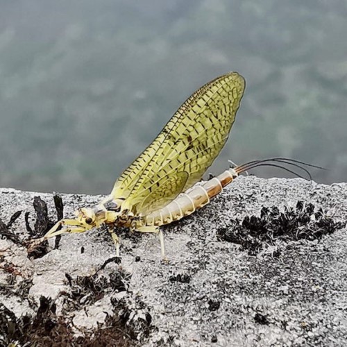 Site (12/21) Pierrot