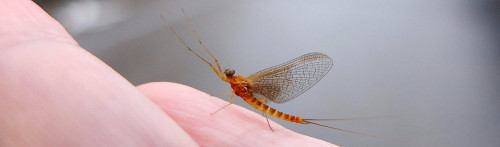 Ecdyonurus Venosus mâle (rivière Valserine)