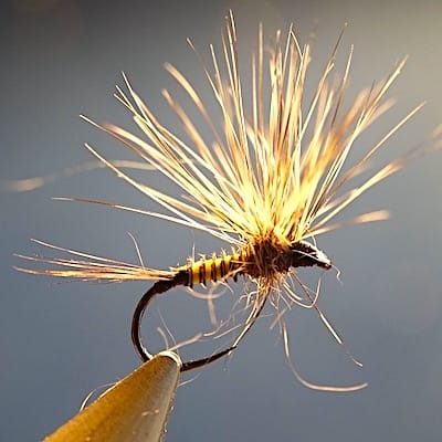 Ephémère avec corps en herl de perroquet ara bleu