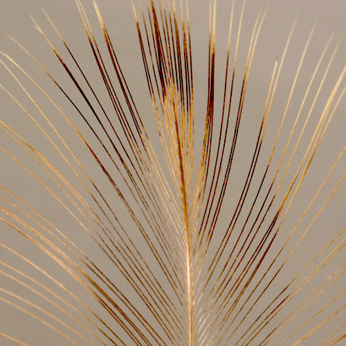 Forum (07/20) Seagull29