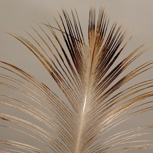 Forum (07/20) Seagull29