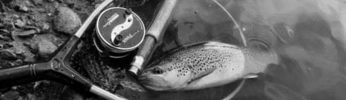 Fario du Salat, en Ariège (Taurignan-Castet)