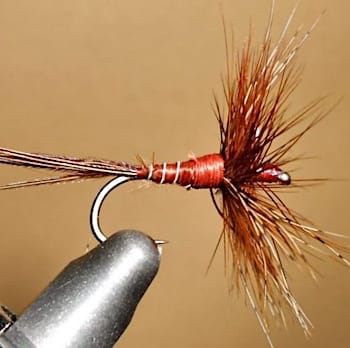 March Brown montage avancé de Héron33 (échange de mouches 01-03/23)