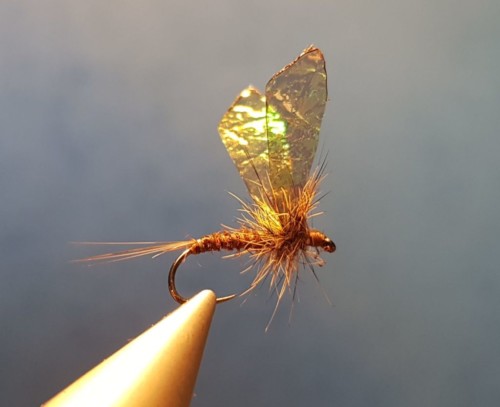 March brown - (échange 03-04/2020)