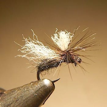 Fourmi alilée Antron/Yarn