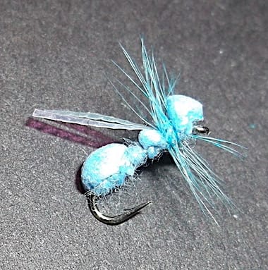 Fourmi bleue  en VO de Lapoisse (échange de mouches 10-11/21)