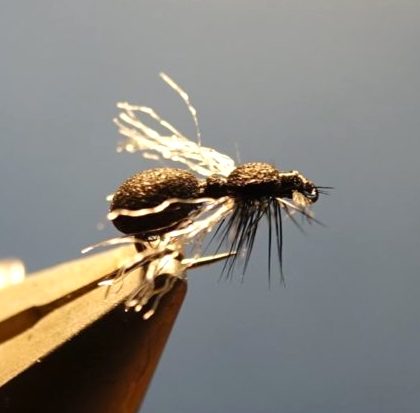 Fourmi de Casa (échange de mouches 10-11/21)