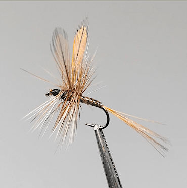 GALLICA N° 18 - Leptophlébia marginata subimago