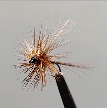 GALLICA N° 20 - Choroterpes picteti, subimago