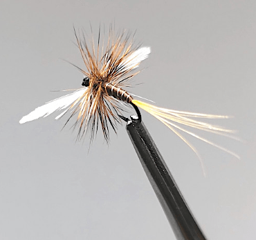 GALLICA N° 21 - Choroterpes picteti, imago mort (spent)