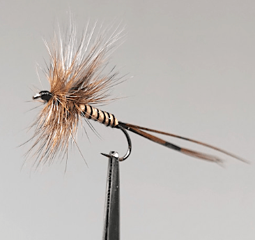 GALLICA N° 23 - Epéorus assimilis, imago femelle