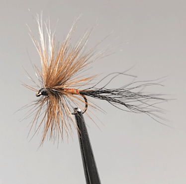 GALLICA N° 24 - Ecdyonurus forcipula, imago femelle