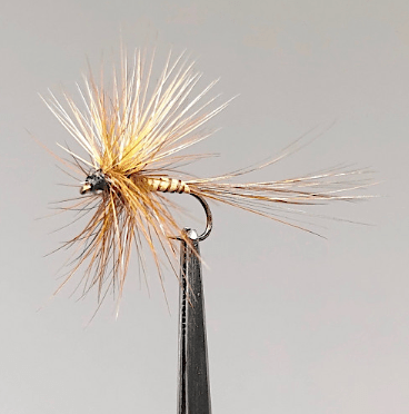 GALLICA N° 25 - Ecdyonurus fluminum, imago femelle