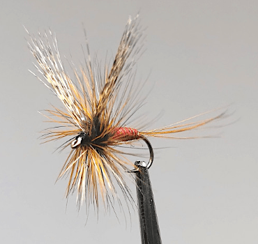 GALLICA N° 26 - Ecdyonurus venosus, imago femelle