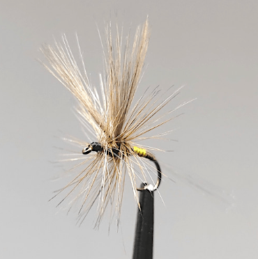 GALLICA N° 27 - Heptagénia fuscogrisea, imago femelle