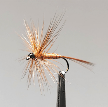 GALLICA N° 29 - Rhitrogéna sémicolorata, imago femelle