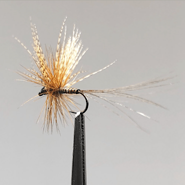 GALLICA N° 30 - Rhitrogéna aurantiaca, subimago mâle