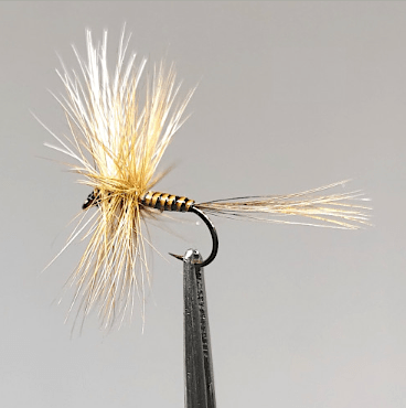 GALLICA N° 31 - Rhitrogéna aurantiaca, imago femelle