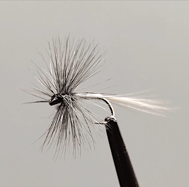 GALLICA N° 34 - Caenis horaria, subimago mâle