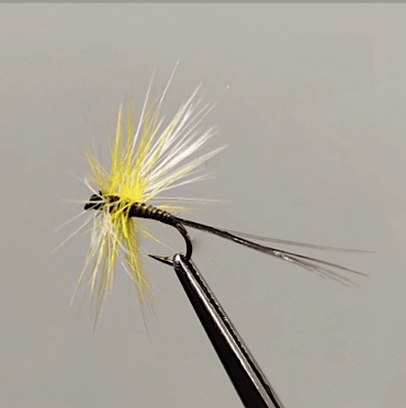 GALLICA N° 35 - Euricaenis harisella, imago mort (spent)