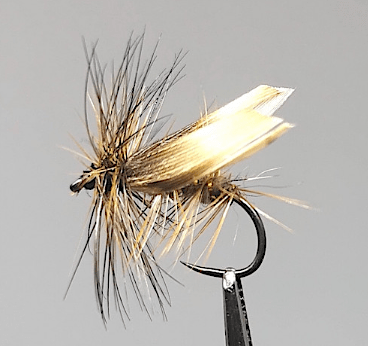 GALLICA N° 37 - sedge nocturne