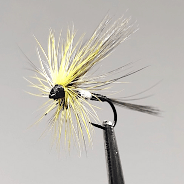 GALLICA N° 7 - olive moyenne, imago femelle