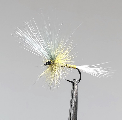 GALLICA N° 10 - olive sombre, imago femelle