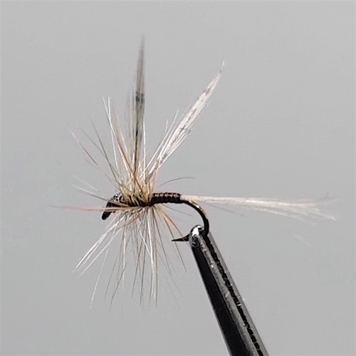 GALLICA N° 11 - olive claire, subimago mâle