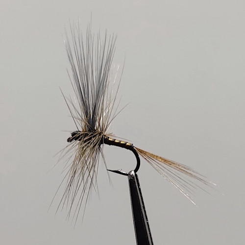 GALLICA N° 15 - olive bleu de fer, imago femelle