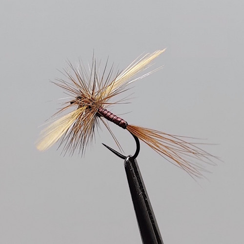 GALLICA N° 17 - olive à ailes bleues, imago femelle mort (spent)